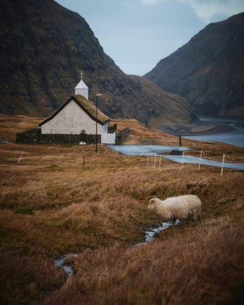 a sheep standing in a field next to a church