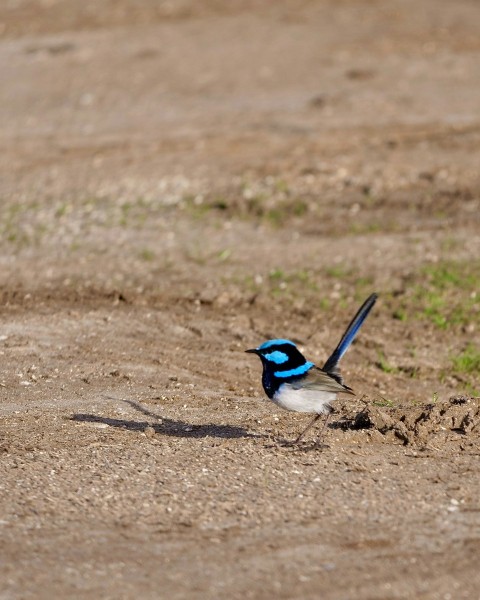 a small blue and white bird standing on a dirt road DJeIyUbx9