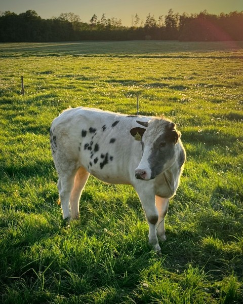 a cow standing in the middle of a grassy field