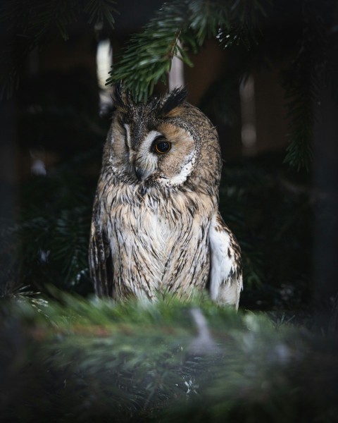 an owl is sitting in a pine tree