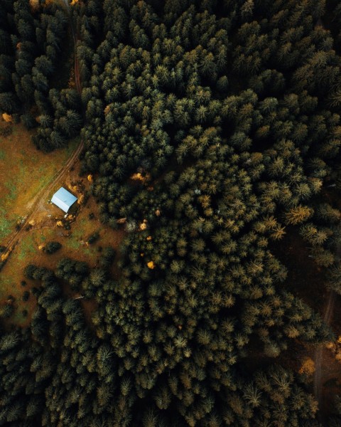 aerial view of green trees during daytime
