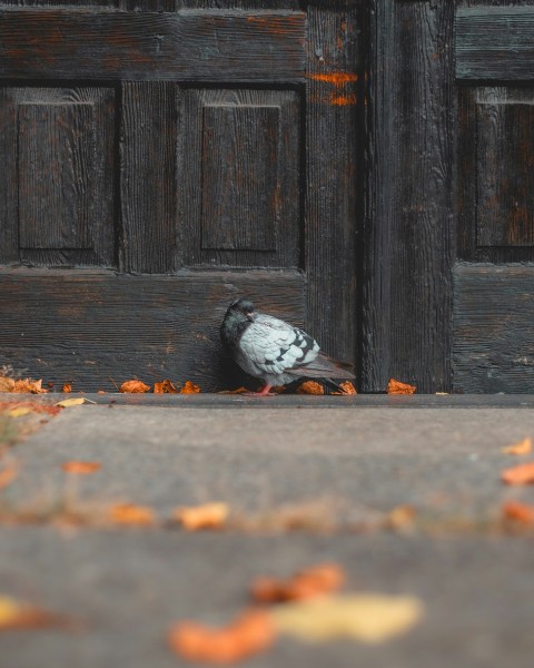 white and black bird on gray concrete floor