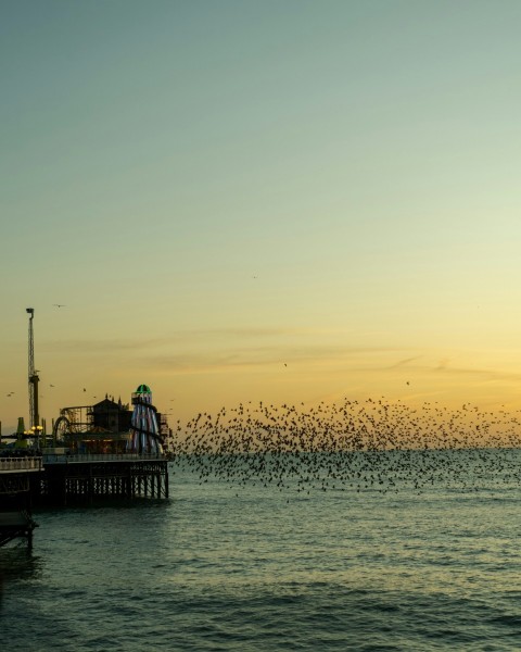 time lapse photography of flock of birds flying above the sea