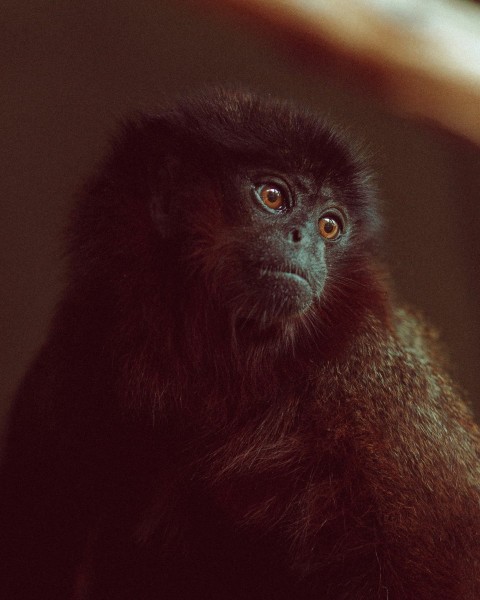 a monkey is staring at the camera with a blurry background