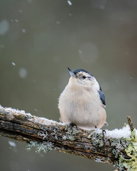 a small bird on a branch