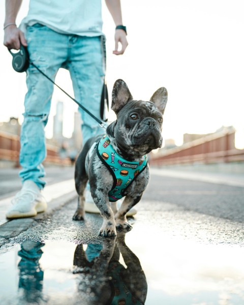 black and white short coated small dog with blue and white dog leash