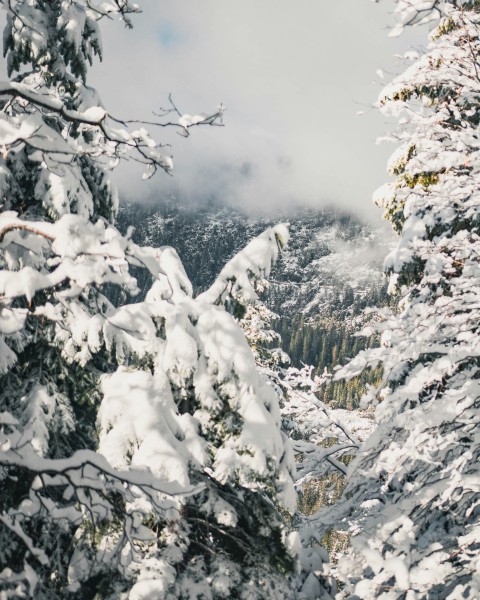 snow covered pine trees