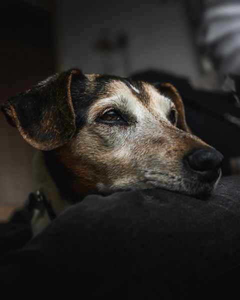 close up photography of brown dog