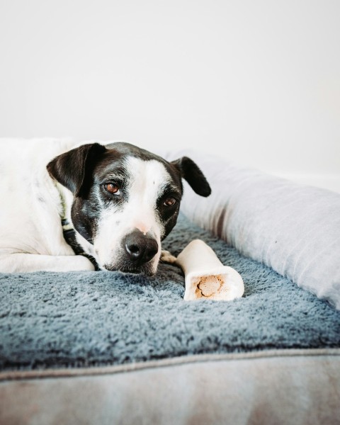 short coated white and black dog lying on the blue textile