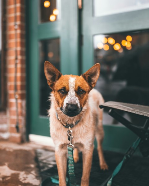 short coated white and brown dog near closed door