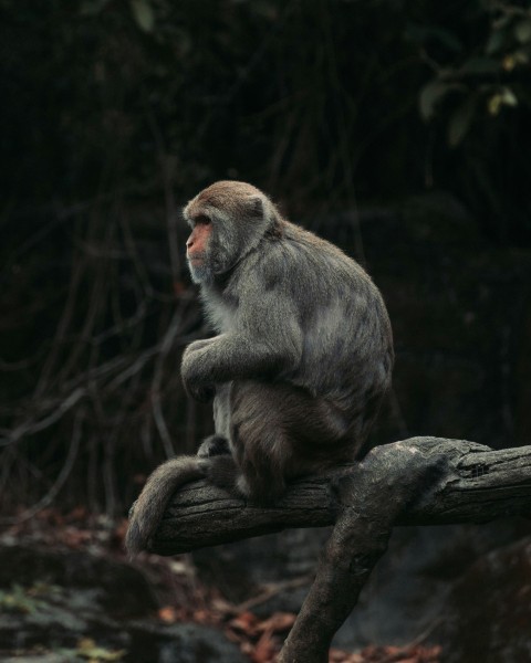 brown monkey on brown tree branch