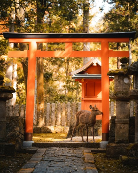 a couple of deer standing in front of a red gate