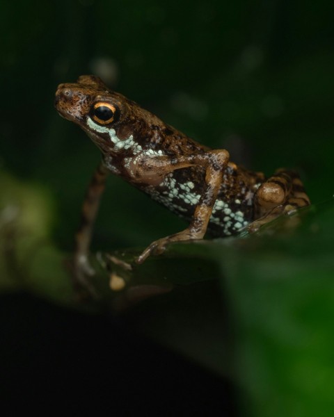 brown frog on green leaf