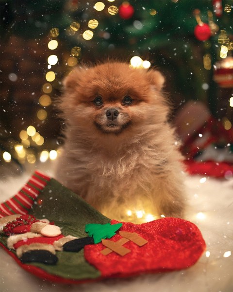 selective focus photography of brown dog in front of red christmas stocking