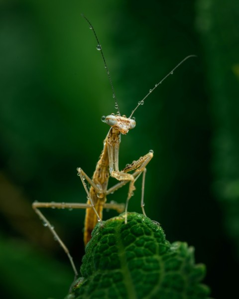 a close up of a grasshopper on a leaf 1t5yuIdfS