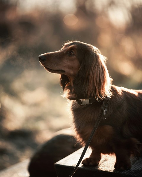 brown long coated dog sitting on rock during daytime