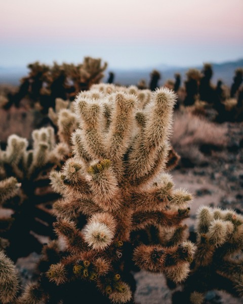 tilt shift lens photography of green cactus mUysfE