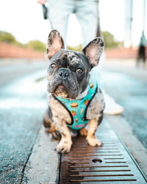 black and white french bulldog with blue and white scarf on road during daytime e9jXREM