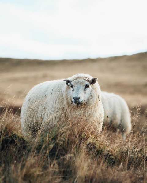 a sheep in a field