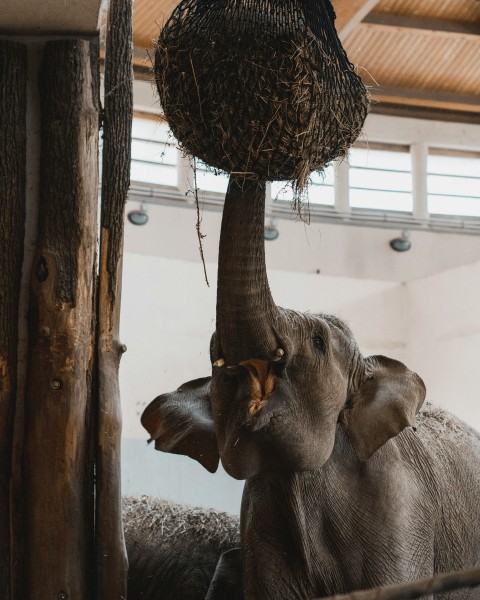 brown elephant near white wall during daytime