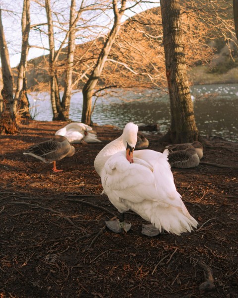 a flock of birds standing on top of a dirt field IoQA 5h