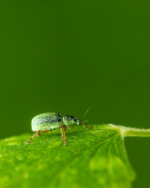 a green bug on a leaf