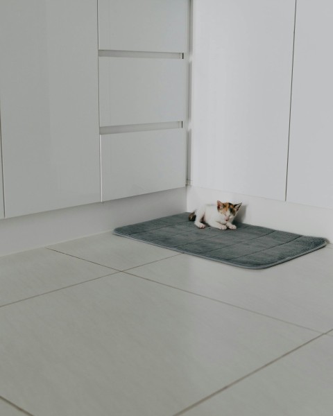 a cat laying on a mat in a room X4T2ZI