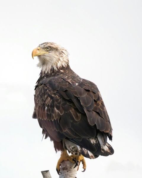 a bald eagle sitting on top of a tree branch