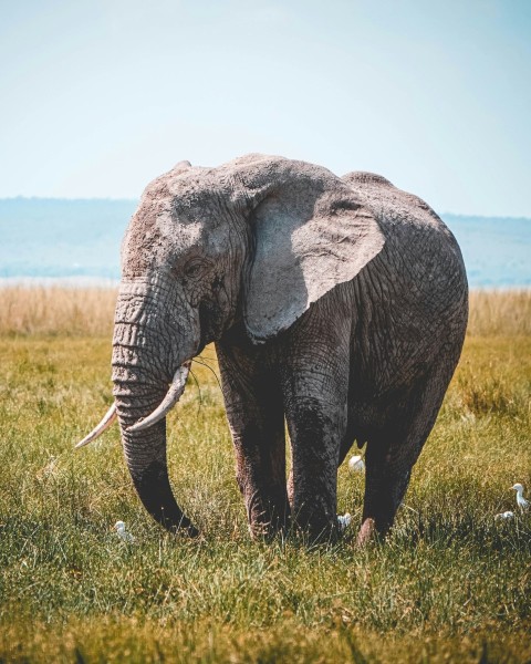 grey elephant on green grass field during daytime