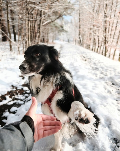 black and white border collie on snow covered ground during daytime XNl