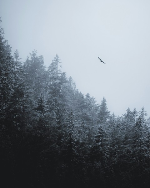 a bird flying over a forest covered in fog