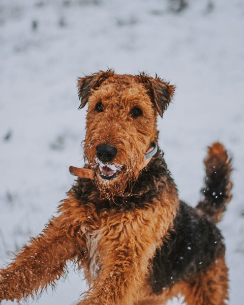 black and brown dog in close up photography