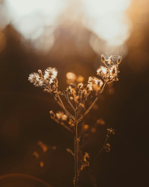 closeup photo of white petaled flowers GOsXwvJAL