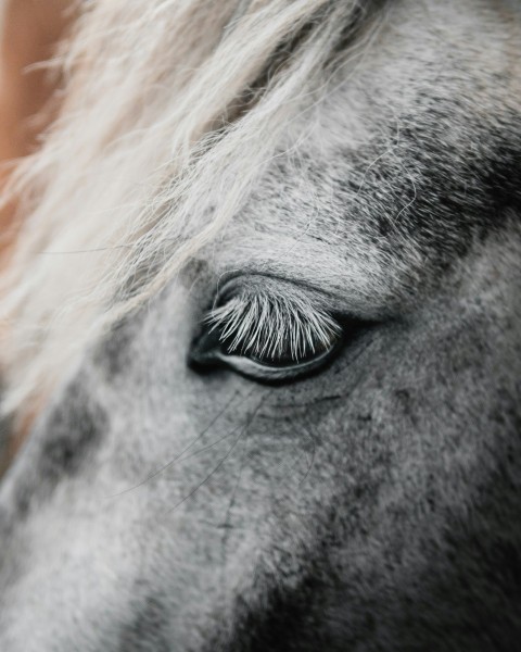 close up photography of white horse