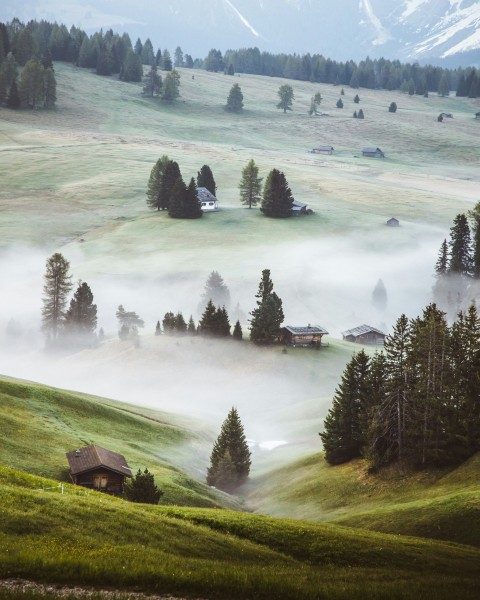 green pine trees