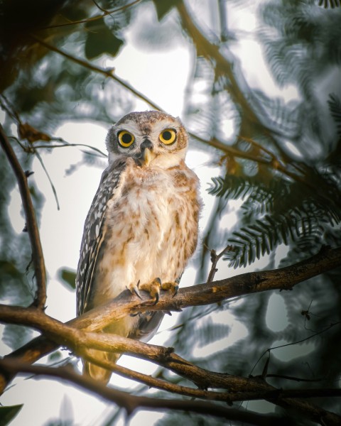 brown owl perched on tree branch during daytime 1