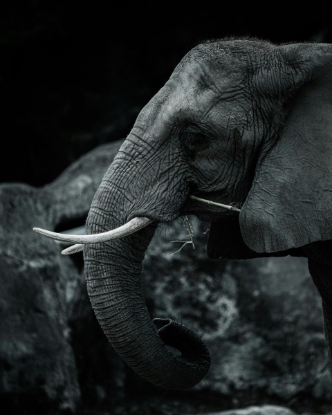 elephant drinking water from a water