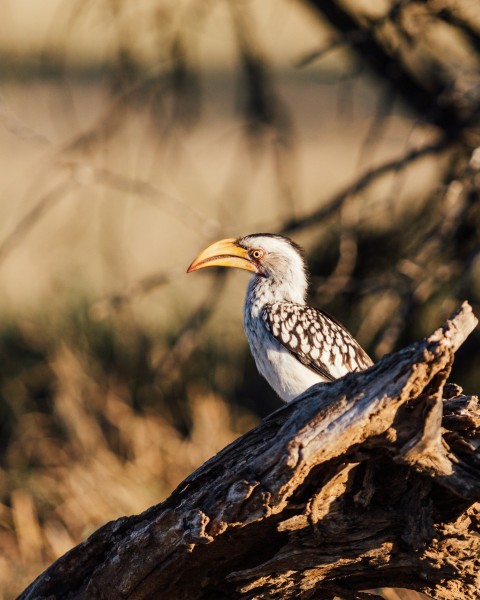 a bird sitting on a tree branch