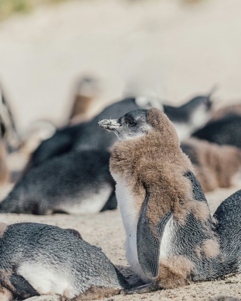 a group of penguins