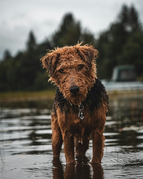 long coated brown and black dog walking on body of water K8kTsPX