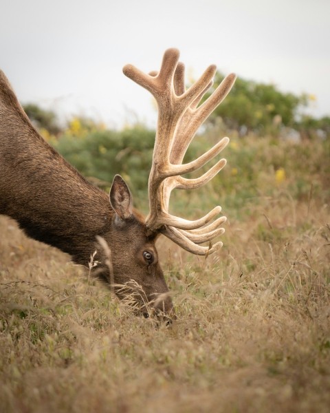 a close up of a deer with antlers in a field b