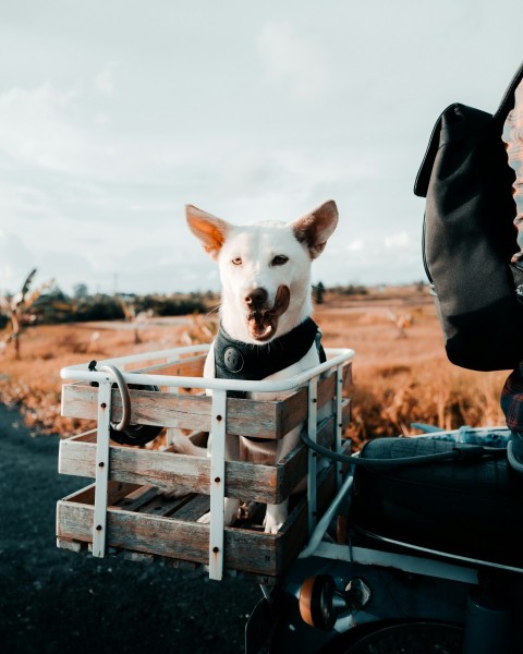 a dog sitting in a wooden crate on the back of a motorcycle pS224BG