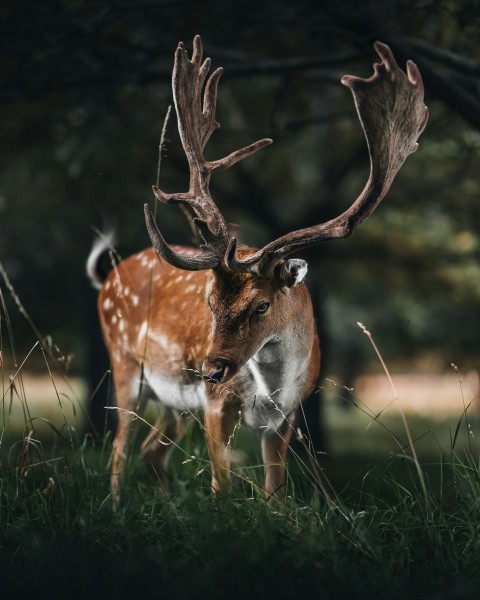 a deer with antlers standing in the grass