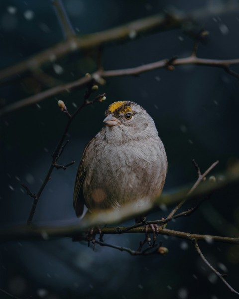 a bird sitting on a branch