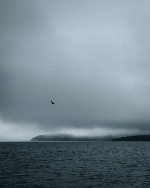 bird flying over the sea