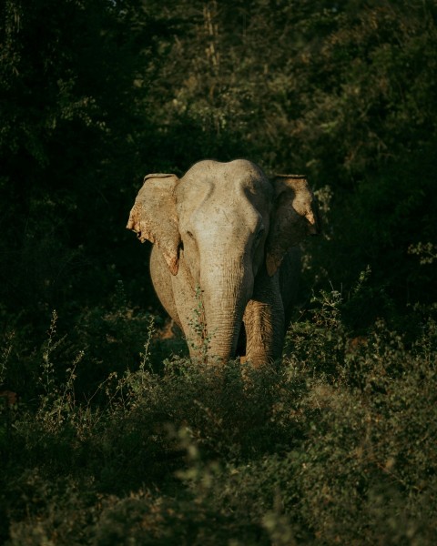 an elephant walking through a lush green forest