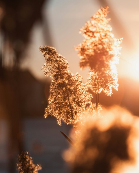 plant during golden hour