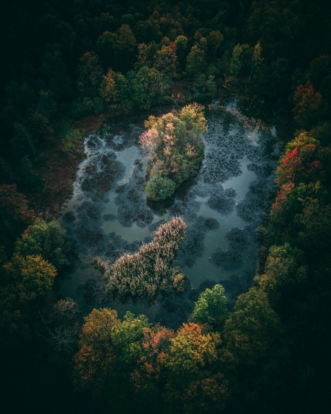 aerial shot of green forest HSp9d