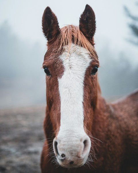 white and brown horse