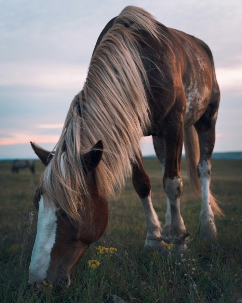 brown horse on green grass field during daytime